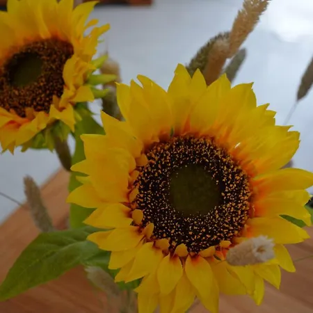 Tabaibita 公寓 奥尔索拉